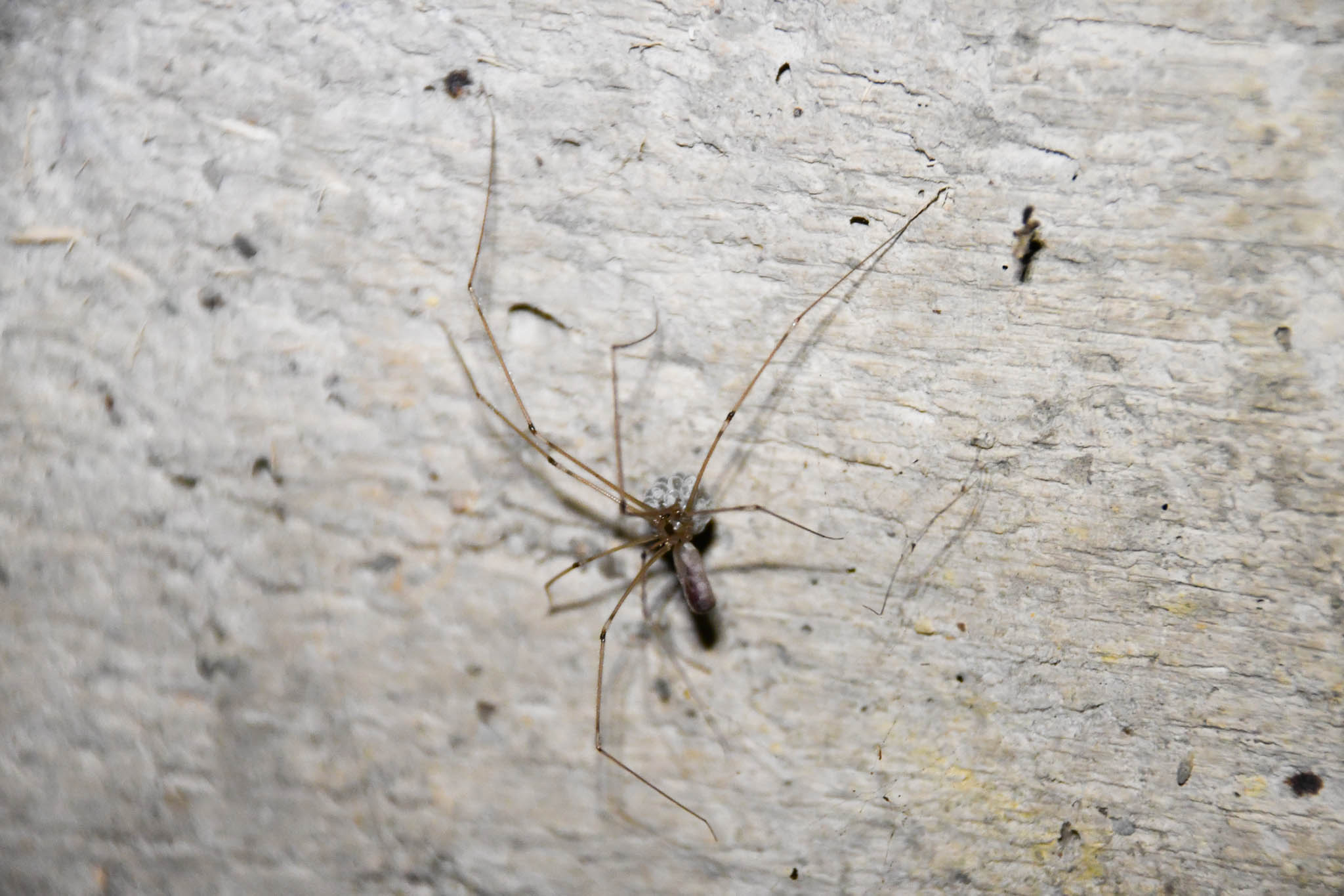 Tunnel life - spider with eggs - Family Pholcidae